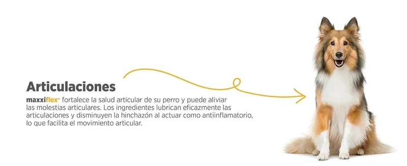 maxxiflex+ Suplemento avançado para as articulações do cão - glucosamina, condroitina, MSM, ácido hialurónico , garra do , bromelina, açafrão