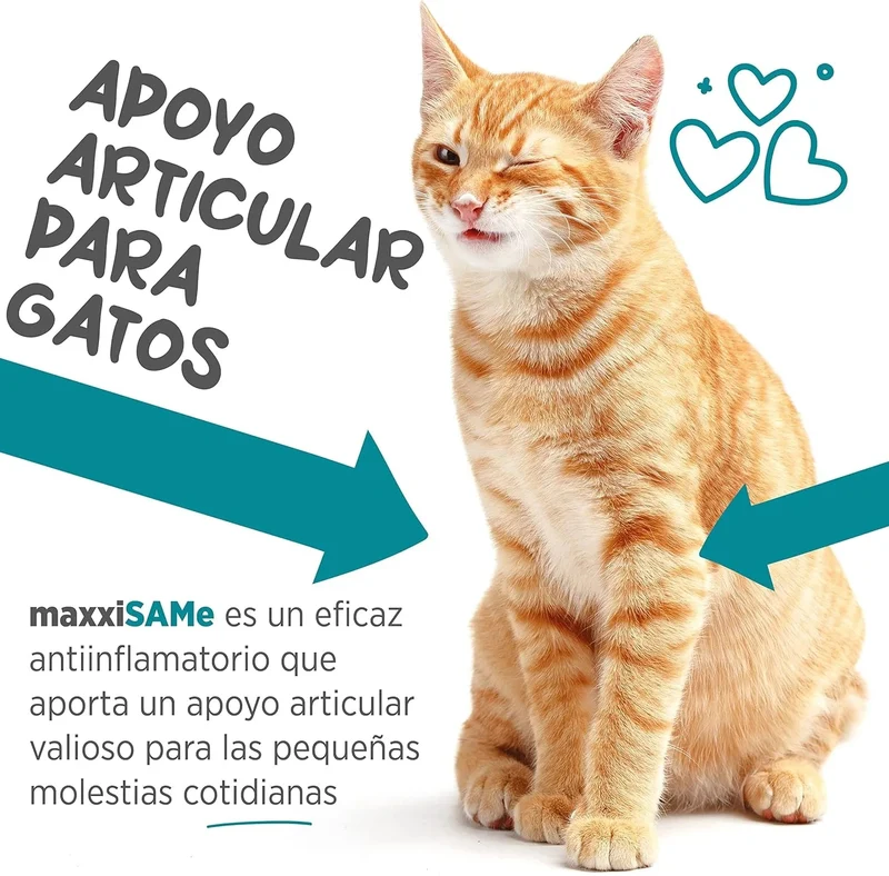 maxxisame Suplemento avançado para gatos – Ajuda ao fígado felino, articulações e saúde cognitiva – 90 g de pó