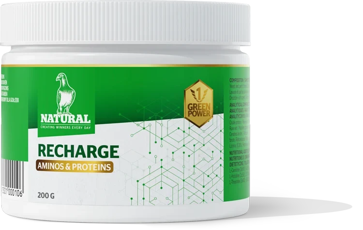 Green Power, Recharge "Aminos & Proteins" 200 Gramm, Natürlich