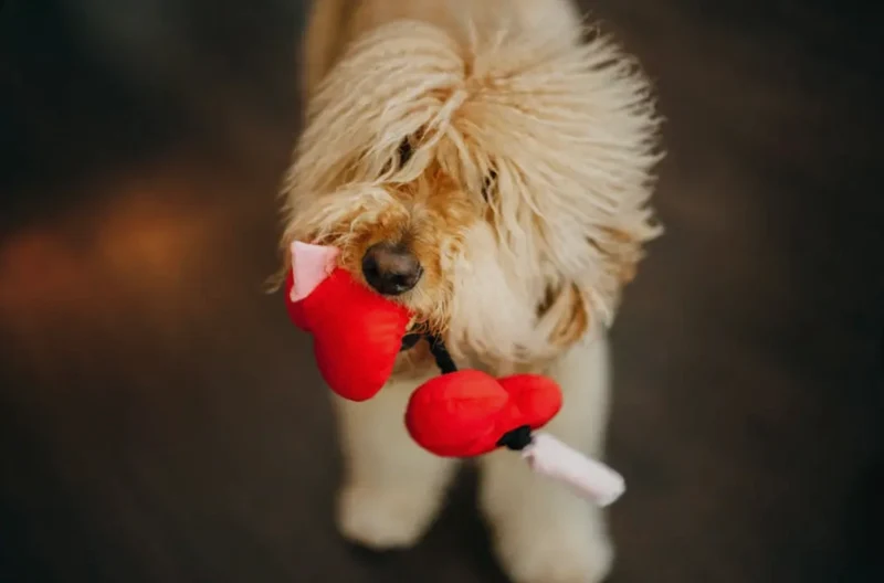 Hundespielzeug Für-immer-Herzen