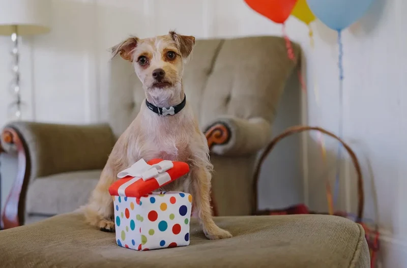 Hundespielzeug Geschenk