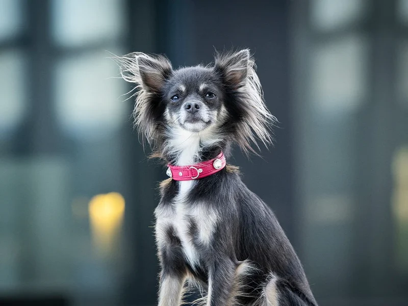 Halsband Mini Diamond Sunrise - Lipstick