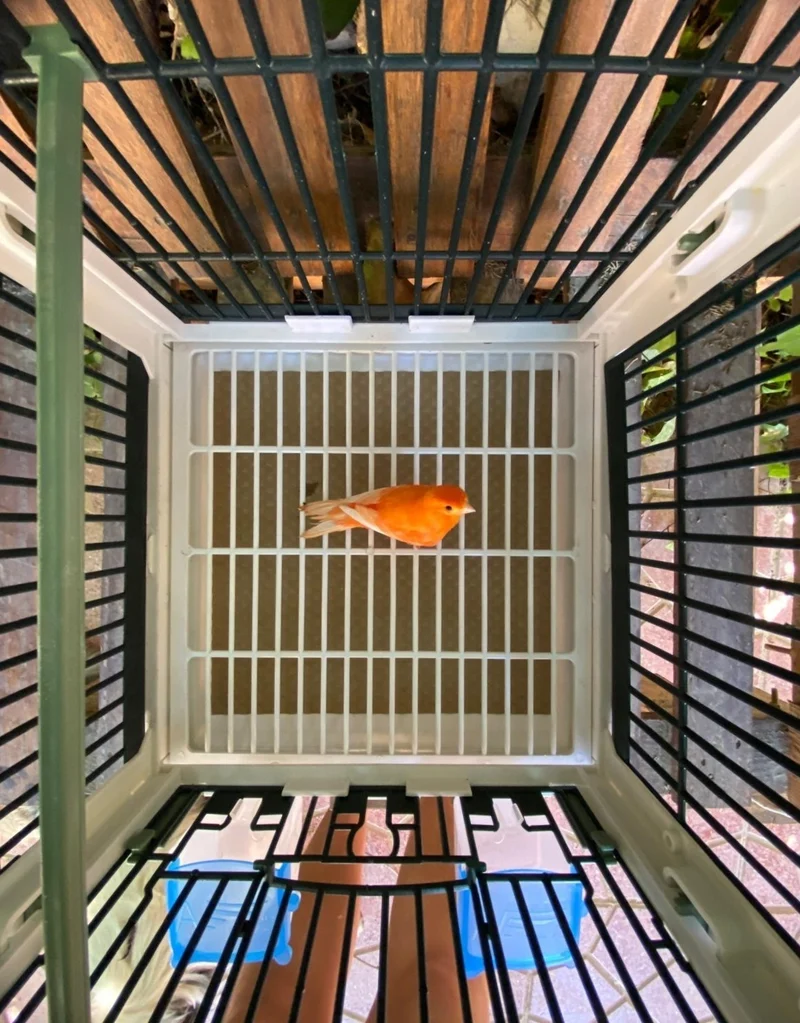Kunststoff-Zuchtkäfig Grün - MA Cage - Moldes Ave