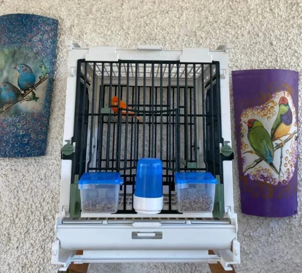 Kunststoff-Zuchtkäfig Grün - MA Cage - Moldes Ave
