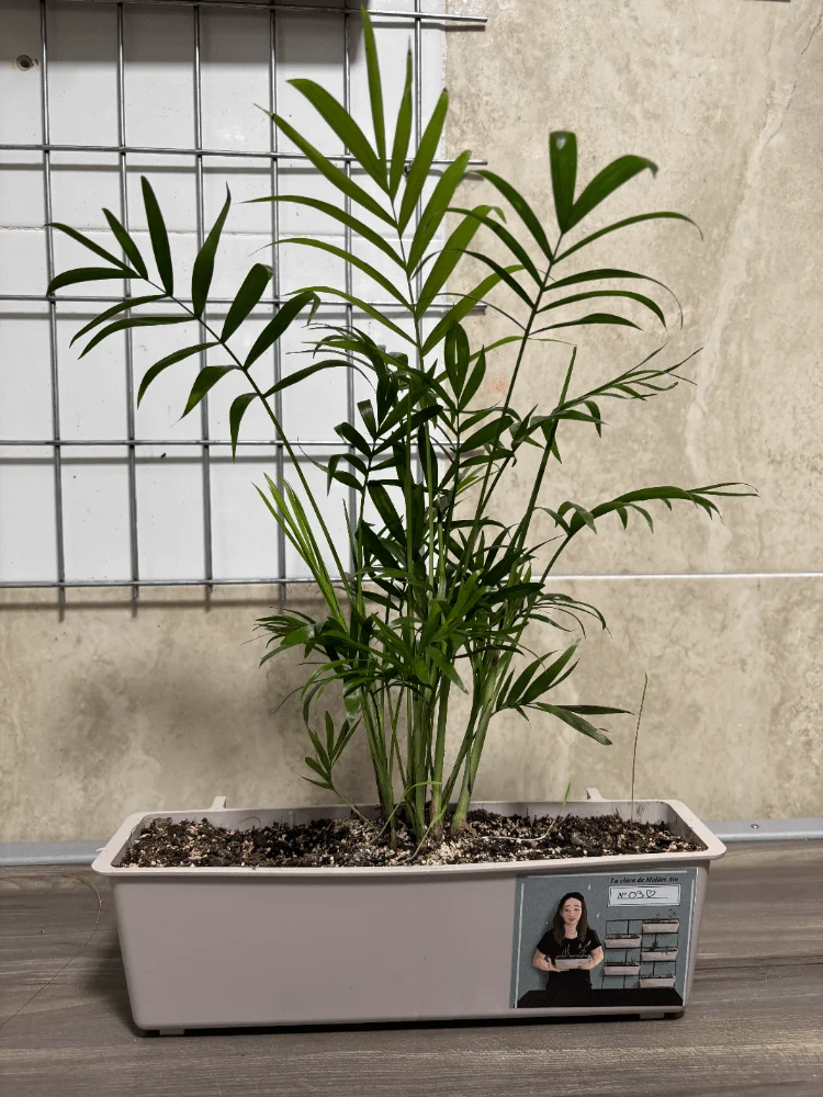 Pflanzkübel mit CHAMAEDOREA ELEGANS - Moldes Ave