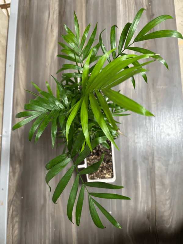 Pflanzkübel mit CHAMAEDOREA ELEGANS - Moldes Ave