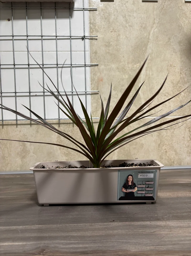 Pflanzkübel mit DRACAENA MARGINATA - Moldes Ave
