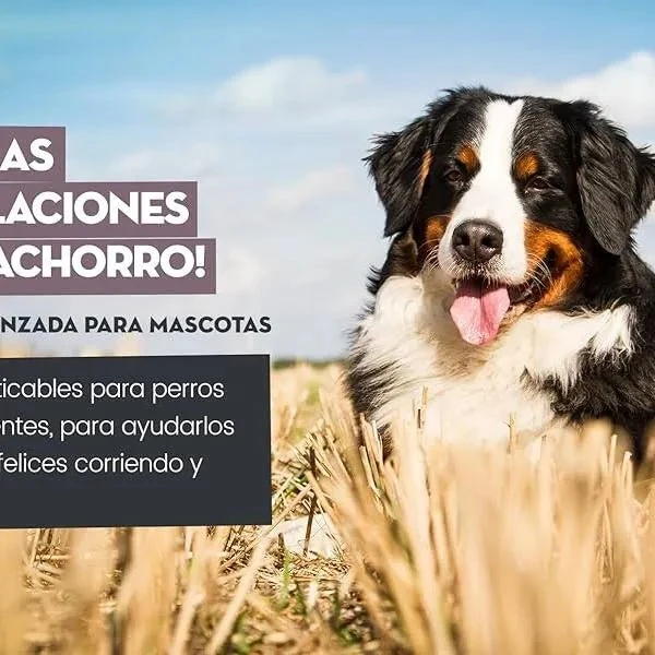 Condroprotetor e anti-inflamatório para cães e gatos, 120 comprimidos mastigáveis, com glucosamina condroitina, MSM, ácido hialurónico, canela e açafrão, para raças grandes e pequenas, articulações e anca
