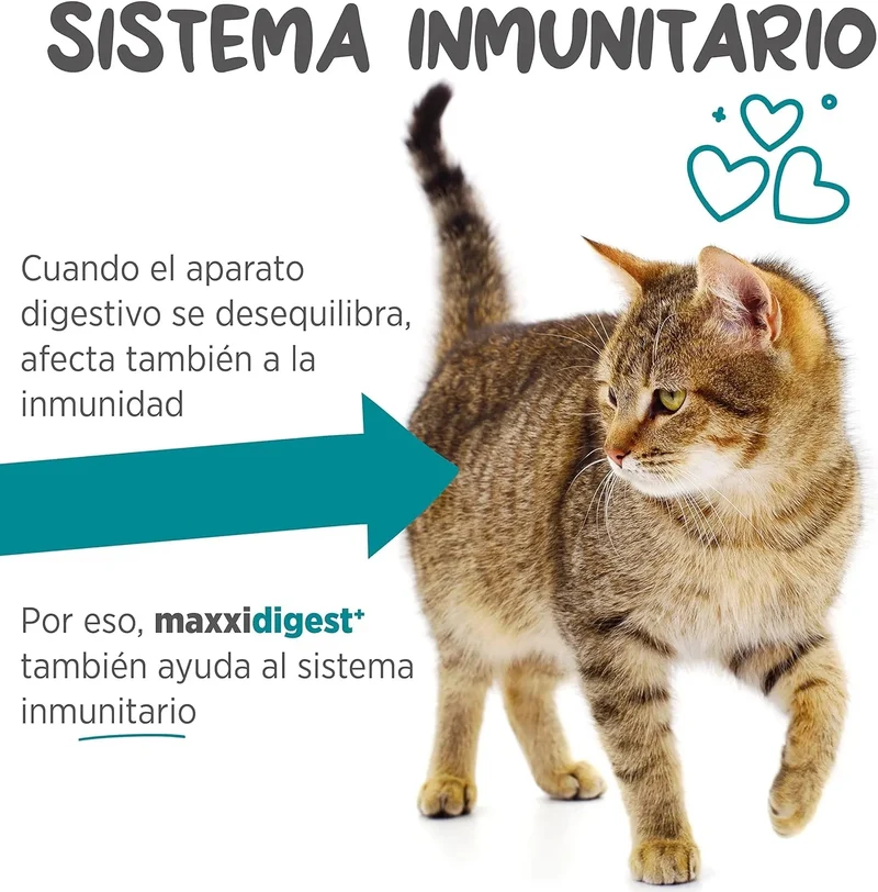 maxxidigest Probióticos, prebióticos e enzimas digestivas para gatos - Ajuda avançada à digestão felina e ao sistema imunitário, sem pó OGM