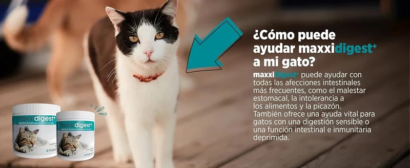 maxxidigest Probióticos, prebióticos e enzimas digestivas para gatos - Ajuda avançada à digestão felina e ao sistema imunitário, sem pó OGM