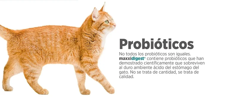 maxxidigest Probióticos, prebióticos e enzimas digestivas para gatos - Ajuda avançada à digestão felina e ao sistema imunitário, sem pó OGM