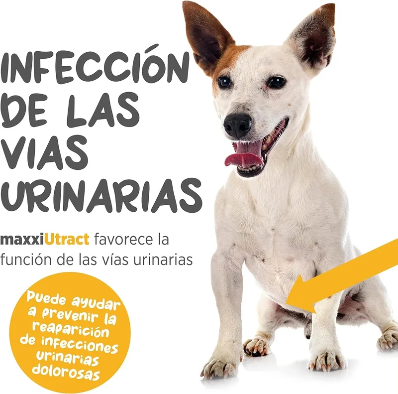 Suplemento urinário e vesical para cães maxxiUtract - ajuda à saúde do sistema urinário, controlo da bexiga e recorrência de ITU - com mirtilos - em pó 150 gr