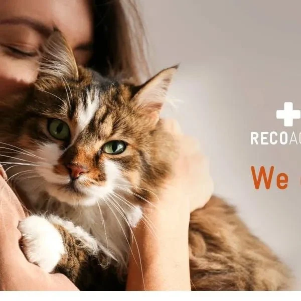 RECOACTIV Recovery renal para gatos, 1 x 280 ml, alimento dietético completo de alto teor calórico para disfunção renal e aumento das necessidades energéticas
