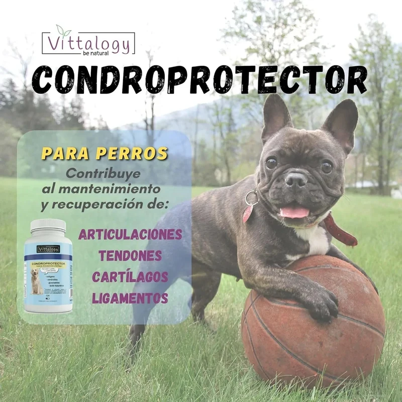 VITTALOGY Condroprotetor para cães. Anti-inflamatório natural com colagénio, condroitina, hialurónico e açafrão. Complemento alimentar para quadris, articulações e cartilagens (120 cápsulas)