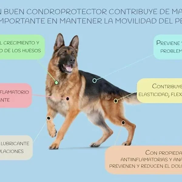 VITTALOGY Condroprotetor para cães. Anti-inflamatório natural com colagénio, condroitina, hialurónico e açafrão. Complemento alimentar para quadris, articulações e cartilagens (120 cápsulas)
