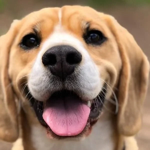 ANIMO-COMPLEXE Condroprotetor para cães, harpagófito para cães, rico em ómega 3, glucosamina, condroitina, açafrão, boswelia, MSM e Vit.E | Melhora a flexibilidade e regeneração da cartilagem