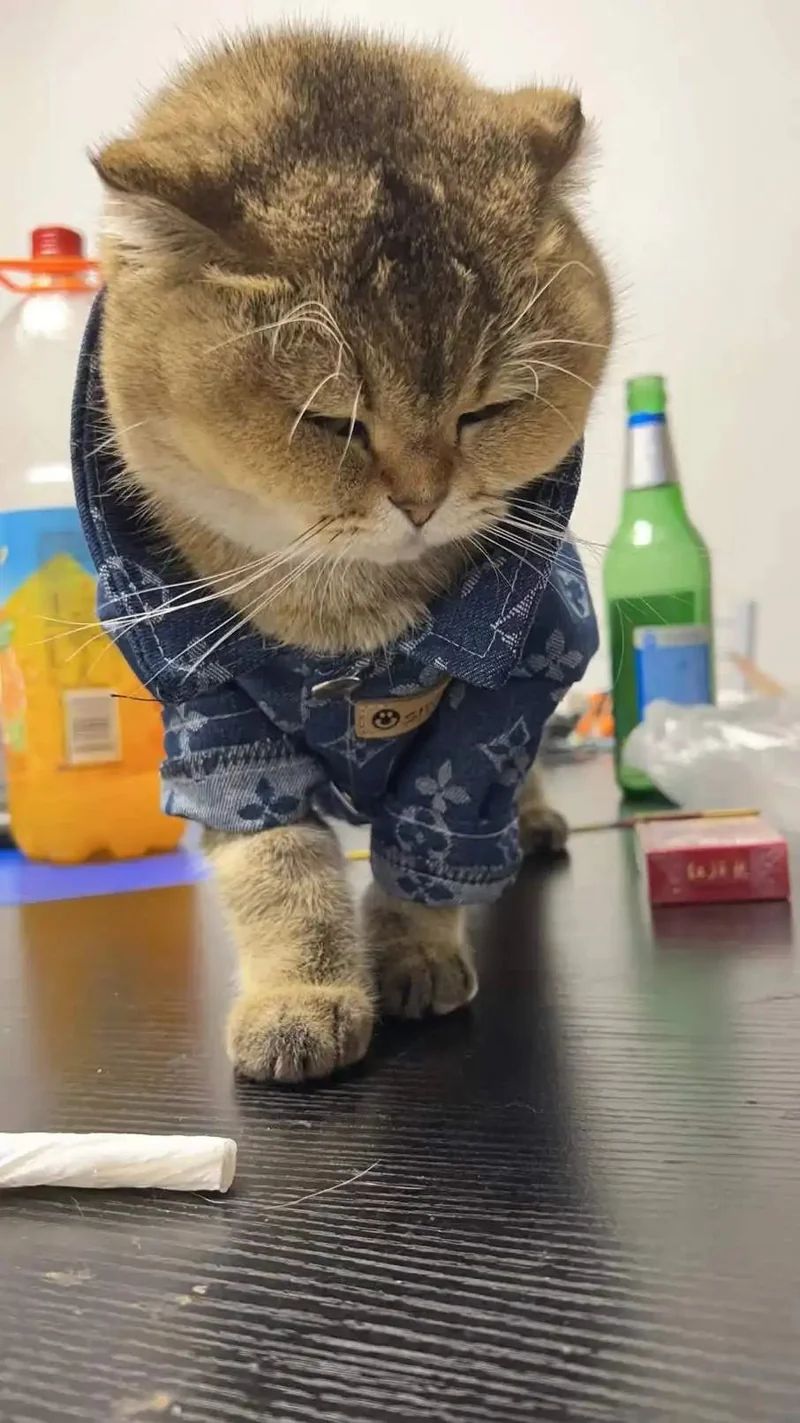 Camisola em ganga para Cães pequenos e médios ou Gatos