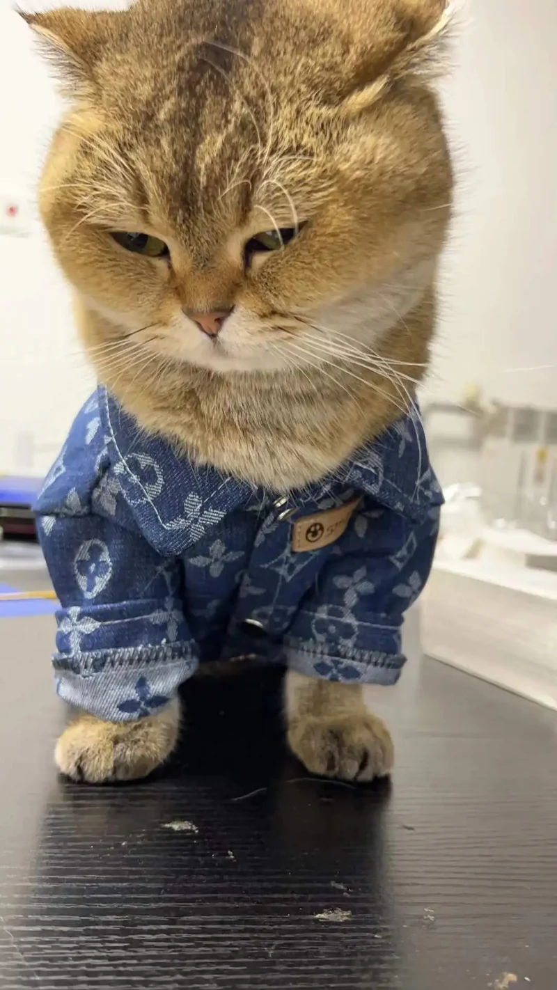 Camisola em ganga para Cães pequenos e médios ou Gatos