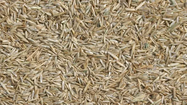 Grassamen fein 1kg