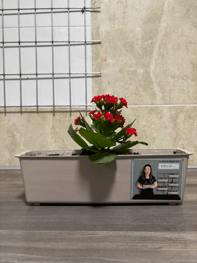 Pflanzkübel mit roter Kalanchoe Blossfeldiana - Moldes Ave