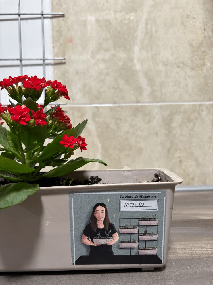 Pflanzkübel mit roter Kalanchoe Blossfeldiana - Moldes Ave