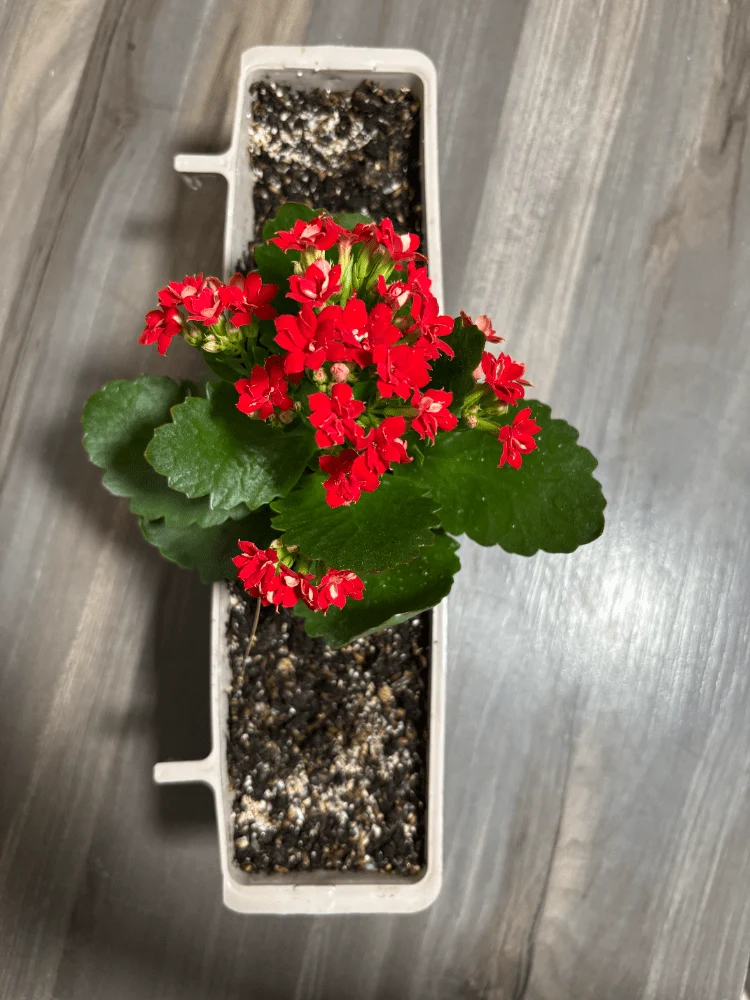 Pflanzkübel mit roter Kalanchoe Blossfeldiana - Moldes Ave
