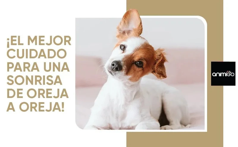 Limpador de ouvidos para cães e gatos (250 ml em gotas) - natural, com aloé vera e lavanda, sem álcool