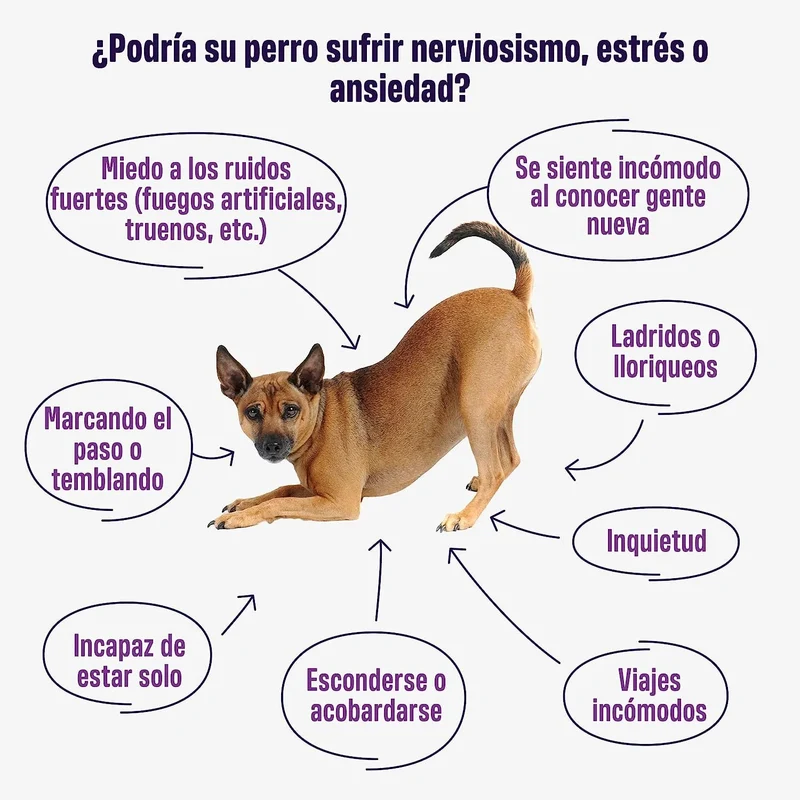 Calming – Suplemento Calmante para Cães | Anti-Stress & Ansiedade | 60 Golosinas de Frango