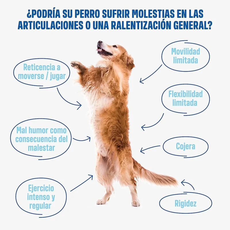 Hip and Joint - Anca e Articulações - Antiartrose - complemento alimentar para cães, altamente concentrado - MSM, mexilhão de lábios verde, glucosamina - 60 golosinas de frango, 270 g