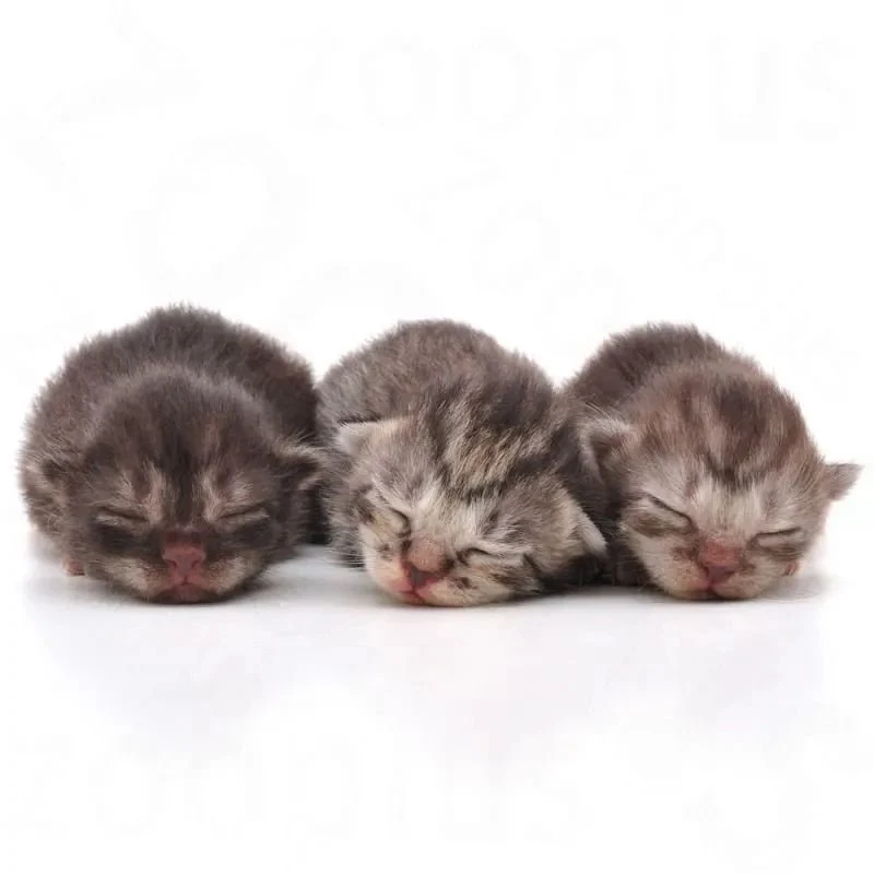 Royal Canin Babycat leite de substituição (300 gramas, em pó)
