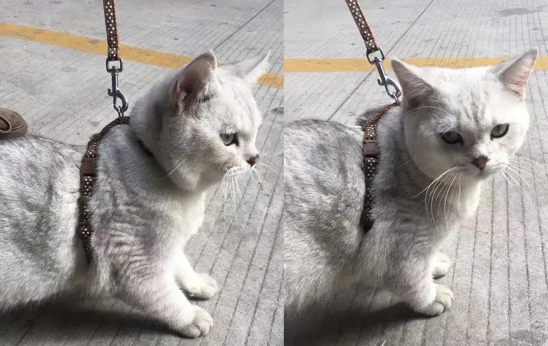 Arnês com Trela para Gatos