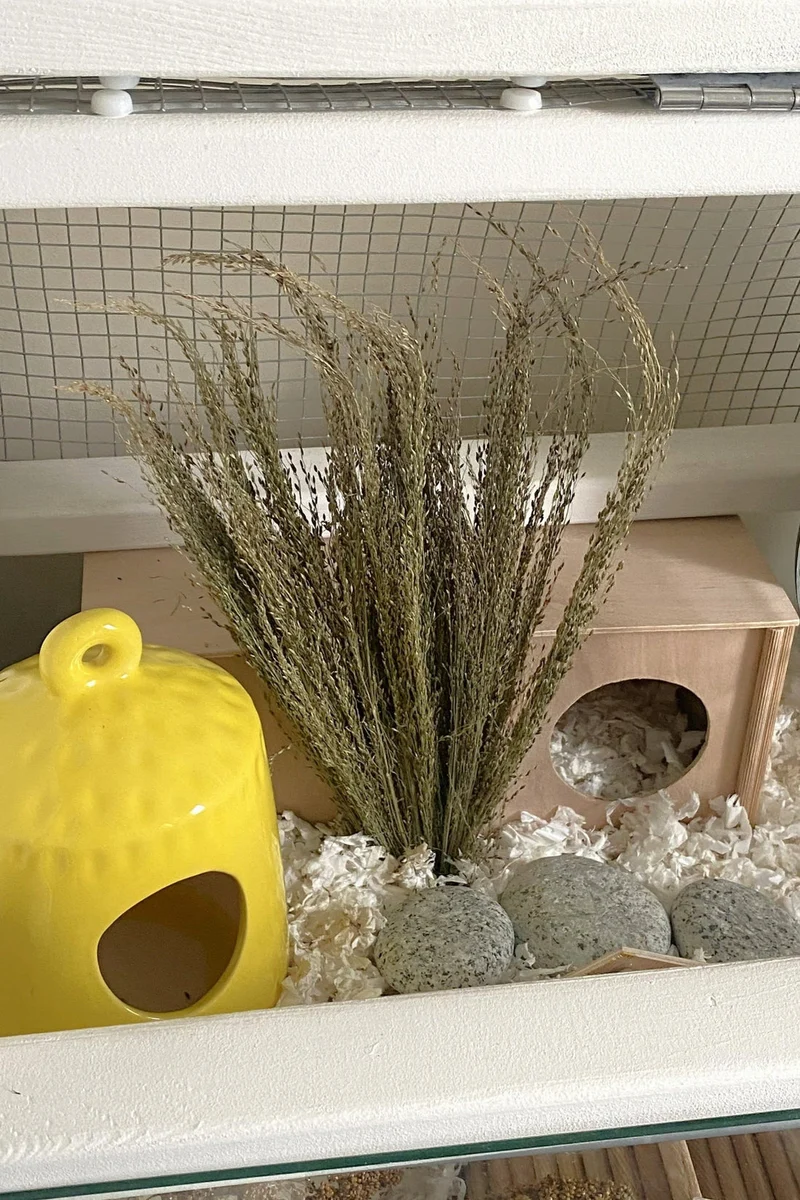 Pagima Grüngras-Bündel - Sprays - Für Vögel und Hamster