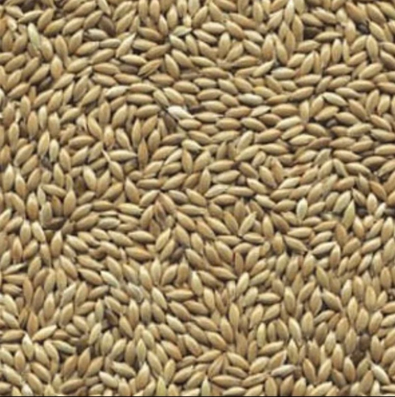 Weißer Samen (Flachsamen oder Kanariensaat) 500 Gramm