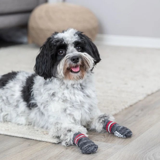 Trixie Hundesocken