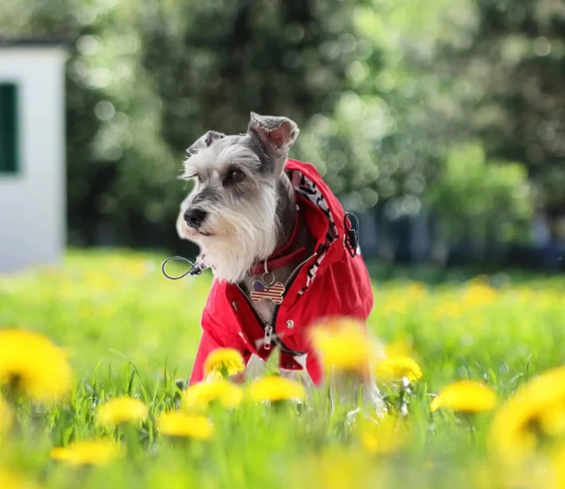 Capa de chuva para cães com fecho de correr e botões refletores, resistente ao vento e à chuva, cordão ajustável, capuz removível