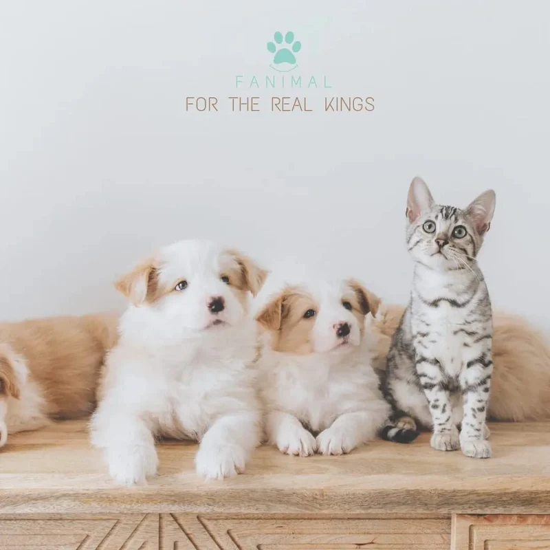 Kit 5 em 1 de limpeza para Cães e Gatos, com Champô, Luva, Escova de dupla face, Lima e Corta-unhas