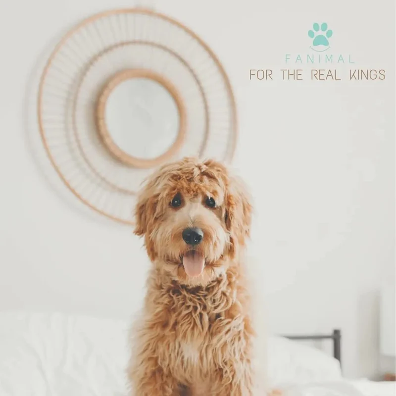 Kit 5 em 1 de limpeza para Cães e Gatos, com Champô, Luva, Escova de dupla face, Lima e Corta-unhas