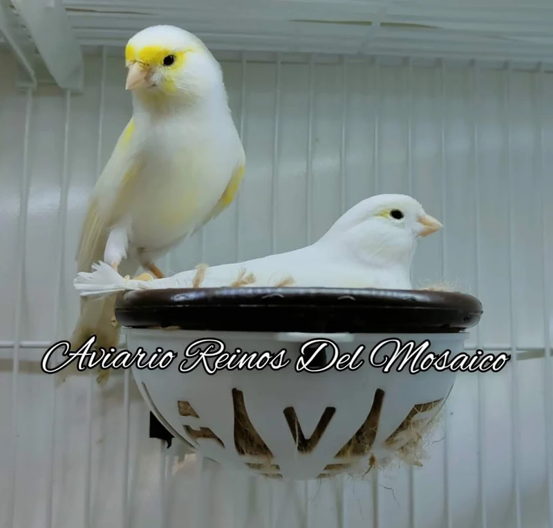 Nest Nicolas – Mit abnehmbarem grünen Ring – Moldes Ave