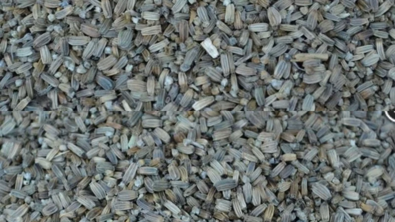 Distelsamen Karde 500 Gramm Manitoba