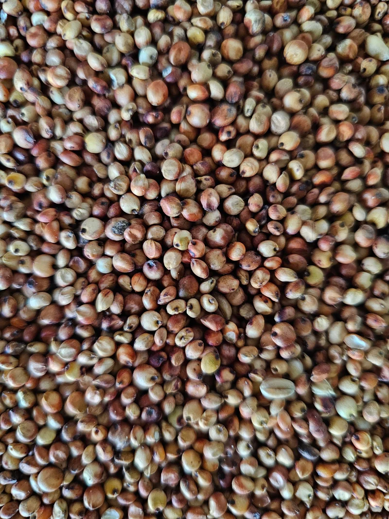 Dari rot 1kg