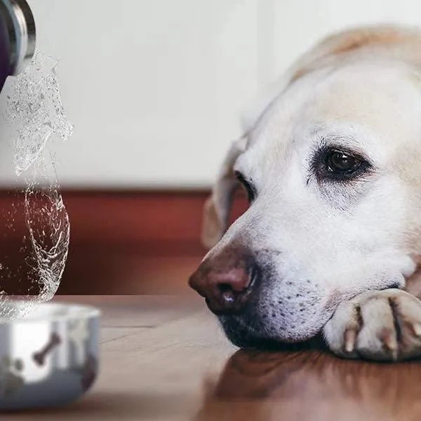 Tigela Bebedouro / Comedouro para Cão com Garrafa Isolada de Aço Inoxidável de 1 litro