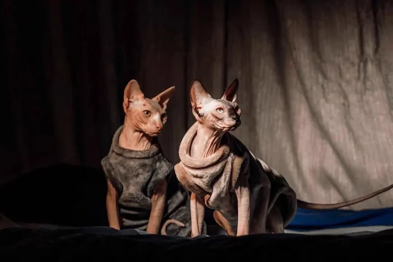 Camisolas Quentinhas e Macias para Gatos
