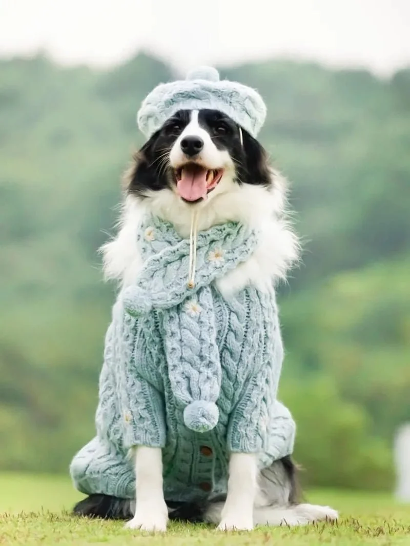 Camisola de Lã e Gorro com Cachecol para Cães (Outono / Inverno)