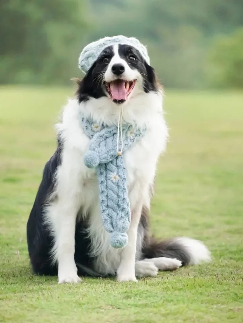 Camisola de Lã e Gorro com Cachecol para Cães (Outono / Inverno)