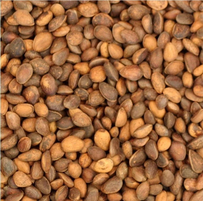 Zedernnüsse (Pinienkerne) 250 Gramm