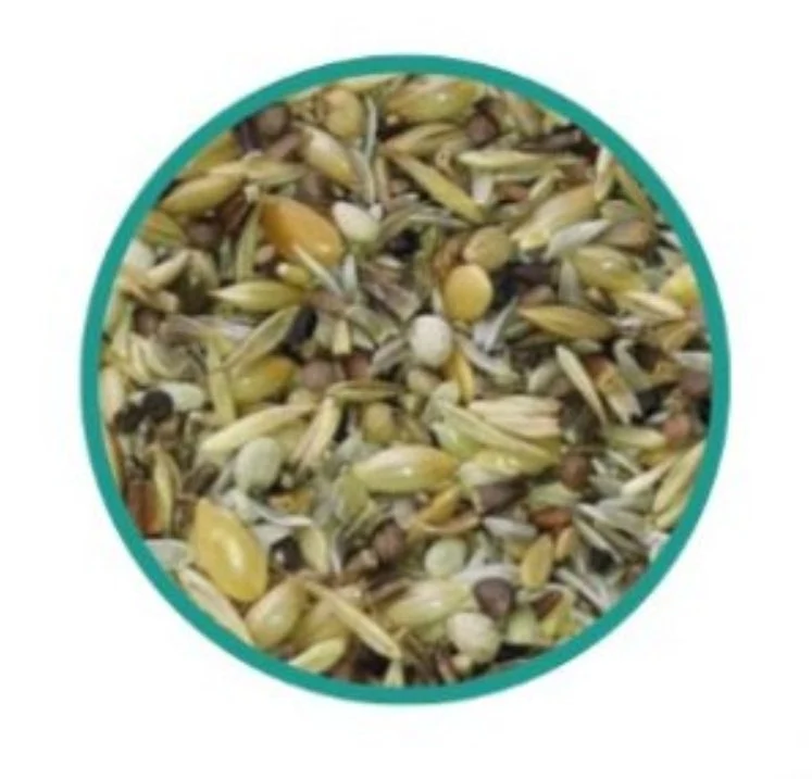 Major White Mix 500 Gramm – Spezialsamen – Hohe Keimkraft – Unica & Blattner
