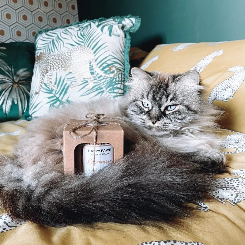 Rosemary - Vela Aromática de Alecrim 'Pet Friendly'