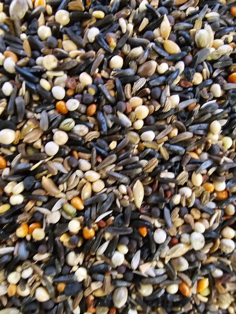 Konditionssamen 500 Gramm (216) - Hobbyfarm Hoebregts