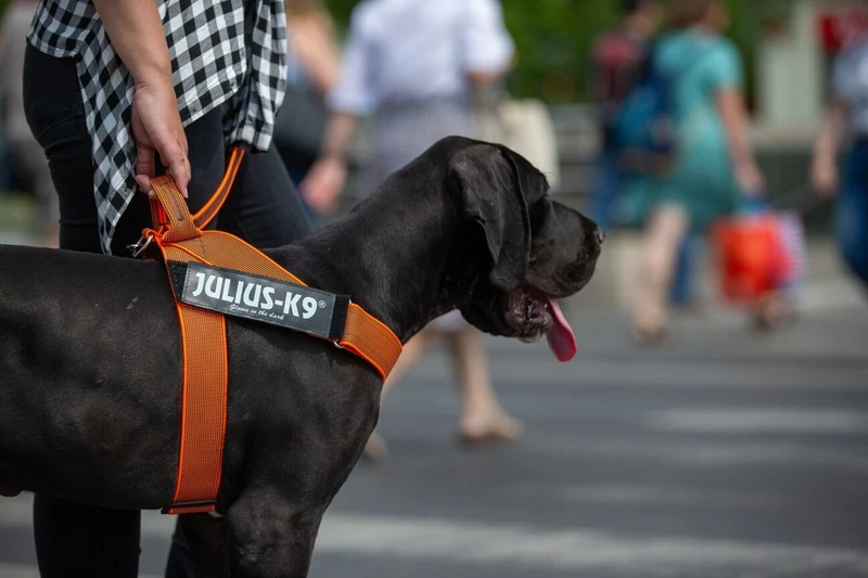 JULIUS-K9 Peitoral / Arnês para Cães IDC belt harness com Controlo dorsal em Y