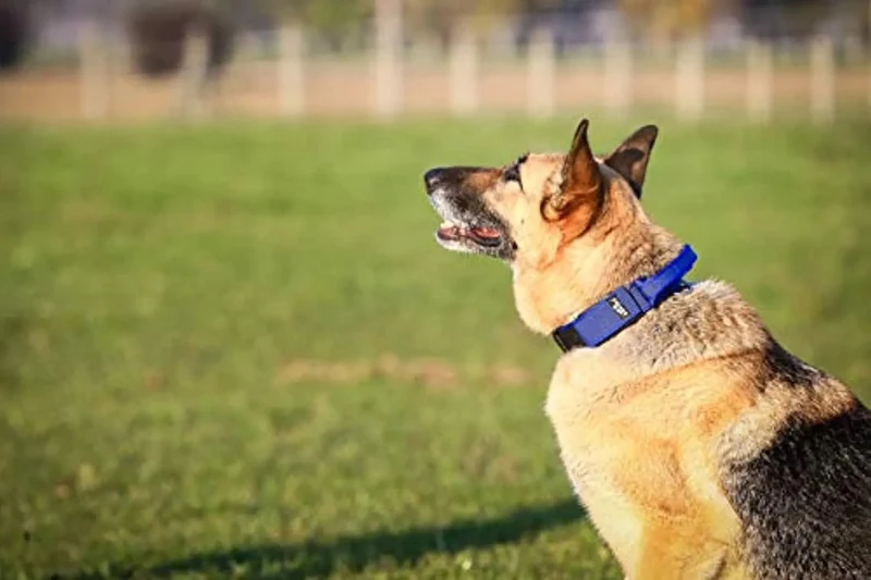 Coleira Julius-K9 - Cinza e Côr com pega, fecho de segurança e patch intermutável